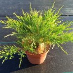 Borievka plazivá (Juniperus horizontalis) ‘ANDORRA COMPACT’ – výška 20-30 cm, ⌀ 20-30 cm, kont. C3L